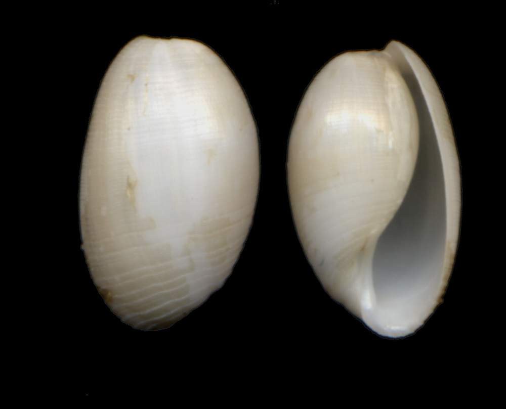 Roxania utriculus